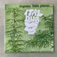 Augustus Pablo - Ital Dub : Mixed by King Tubby (LP)