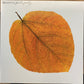 【USED】Pete Jolly - Seasons (LP)